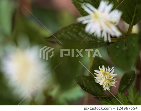 四月的「一人靜香」在樹林裡靜靜綻放 四月的「一人靜香」在樹林裡靜靜綻放 124967554