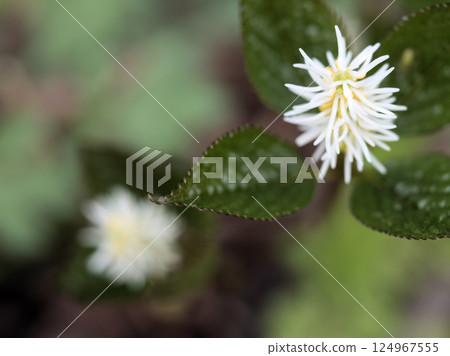 四月的「一人靜香」在樹林裡靜靜綻放 四月的「一人靜香」在樹林裡靜靜綻放 124967555