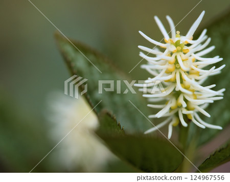 四月的「一人靜香」在樹林裡靜靜綻放 四月的「一人靜香」在樹林裡靜靜綻放 124967556