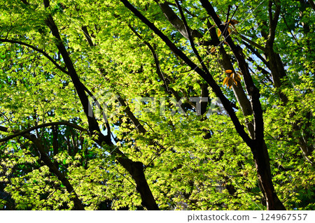 陽光照耀下的新綠，桶川市山公園 124967557
