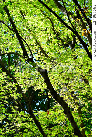 Fresh green leaves illuminated by the sun, Shiroyama Park, Okegawa City 124967562