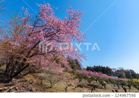 Ouchizawa, Higashichichibu Village, Chichibu District, Saitama Prefecture Early-blooming cherry blossoms stand out against the blue sky of "Hanamomo no Sato," where peach blossoms bloom in abundance on the slopes of a rural mountain in early spring. 124967598