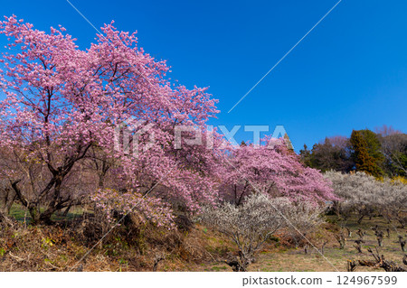 Ouchizawa, Higashichichibu Village, Chichibu District, Saitama Prefecture Early-blooming cherry blossoms stand out against the blue sky of "Hanamomo no Sato," where peach blossoms bloom in abundance on the slopes of a rural mountain in early spring. 124967599