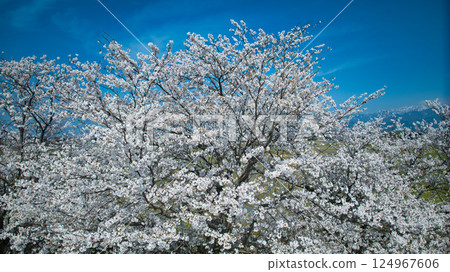 四月，日本富山縣東部灌溉渠沿岸的一排櫻花樹 124967606