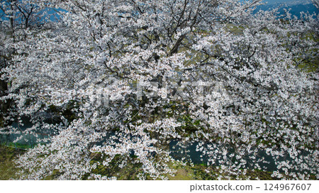 四月，日本富山縣東部灌溉渠沿岸的一排櫻花樹 124967607