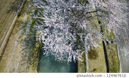四月,日本富山縣東部灌溉渠沿岸的一排櫻花樹 四月,日本富山縣東部灌溉渠沿岸的一排櫻花樹 124967618