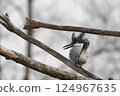 Crested kingfisher perching on a branch 124967635