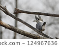 Crested kingfisher perching on a branch 124967636