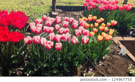 Pink tulip 124967750
