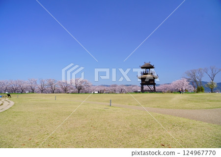 Yayoi ruins in Nara: Towers and cherry blossom trees in full bloom at Karako-Kagi ruins Yayoi ruins in Nara: Towers and cherry blossom trees in full bloom at Karako-Kagi ruins 124967770