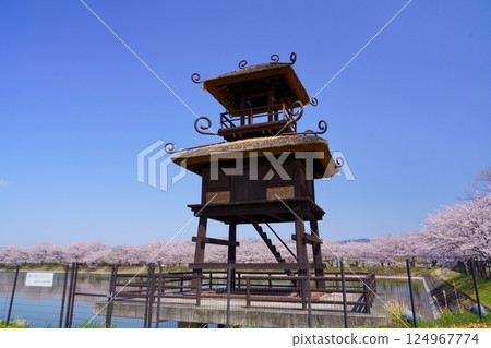 Yayoi ruins in Nara: Towers and cherry blossom trees in full bloom at Karako-Kagi ruins 124967774