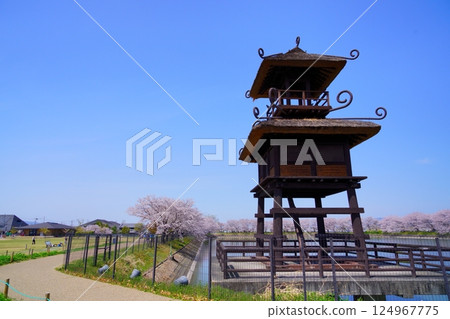 Yayoi ruins in Nara: Towers and cherry blossom trees in full bloom at Karako-Kagi ruins 124967775