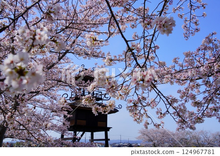Yayoi ruins in Nara: Towers and cherry blossom trees in full bloom at Karako-Kagi ruins 124967781