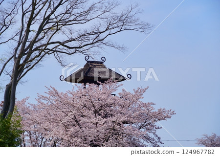 Yayoi ruins in Nara: Towers and cherry blossom trees in full bloom at Karako-Kagi ruins 124967782