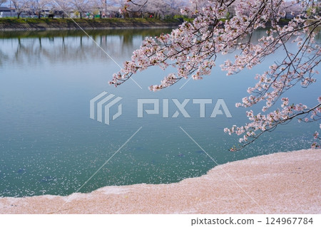 Yayoi ruins in Nara: Cherry blossom trees in full bloom and flower rafts at Karako Pond in the Karako-Kagi ruins Yayoi ruins in Nara: Cherry blossom trees in full bloom and flower rafts at Karako Pond in the Karako-Kagi ruins 124967784