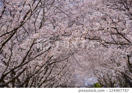 奈良彌生遺址唐子鍵遺址唐子池邊盛開的櫻花樹 124967787