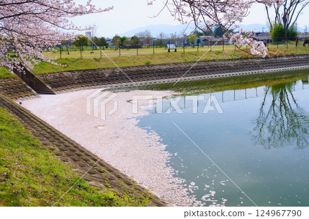 Yayoi ruins in Nara: Cherry blossom trees in full bloom and flower rafts at Karako Pond in the Karako-Kagi ruins Yayoi ruins in Nara: Cherry blossom trees in full bloom and flower rafts at Karako Pond in the Karako-Kagi ruins 124967790