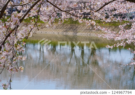 Yayoi ruins in Nara: Cherry blossom trees in full bloom and flower rafts at Karako Pond in the Karako-Kagi ruins 124967794