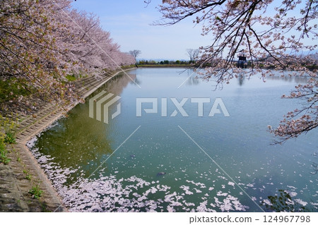 Yayoi ruins in Nara: Cherry blossom trees in full bloom and flower rafts at Karako Pond in the Karako-Kagi ruins Yayoi ruins in Nara: Cherry blossom trees in full bloom and flower rafts at Karako Pond in the Karako-Kagi ruins 124967798