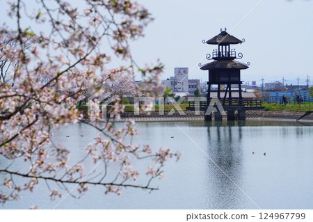 Yayoi ruins in Nara: Towers and cherry blossom trees in full bloom at Karako-Kagi ruins Yayoi ruins in Nara: Towers and cherry blossom trees in full bloom at Karako-Kagi ruins 124967799