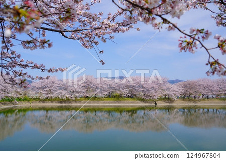Cherry blossom trees in full bloom at Karako Pond in the Karako-Kagi ruins at the Yayoi ruins in Nara Cherry blossom trees in full bloom at Karako Pond in the Karako-Kagi ruins at the Yayoi ruins in Nara 124967804