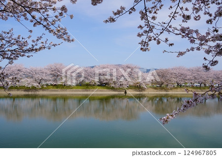 Cherry blossom trees in full bloom at Karako Pond in the Karako-Kagi ruins at the Yayoi ruins in Nara 124967805