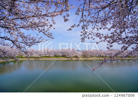 Cherry blossom trees in full bloom at Karako Pond in the Karako-Kagi ruins at the Yayoi ruins in Nara Cherry blossom trees in full bloom at Karako Pond in the Karako-Kagi ruins at the Yayoi ruins in Nara 124967806