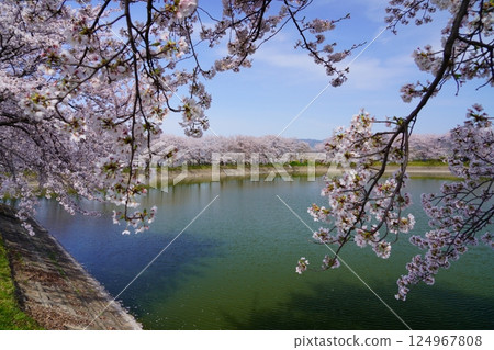 Cherry blossom trees in full bloom at Karako Pond in the Karako-Kagi ruins at the Yayoi ruins in Nara Cherry blossom trees in full bloom at Karako Pond in the Karako-Kagi ruins at the Yayoi ruins in Nara 124967808