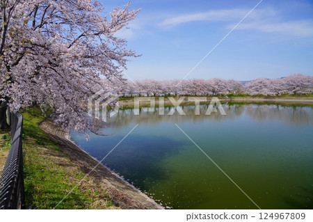 奈良彌生遺址唐子鍵遺址唐子池邊盛開的櫻花樹 奈良彌生遺址唐子鍵遺址唐子池邊盛開的櫻花樹 124967809