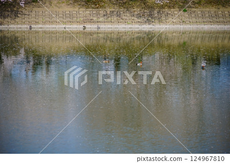 Yayoi ruins in Nara: Cherry blossom trees in full bloom and wild birds at Karako Pond in the Karako-Kagi ruins Yayoi ruins in Nara: Cherry blossom trees in full bloom and wild birds at Karako Pond in the Karako-Kagi ruins 124967810