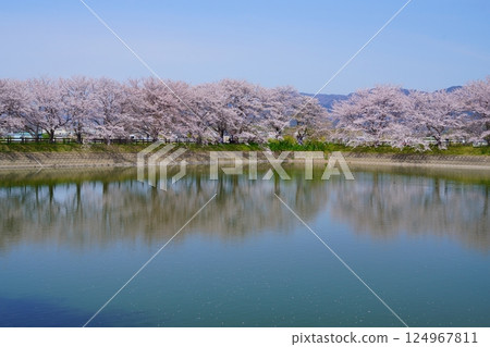 Cherry blossom trees in full bloom at Karako Pond in the Karako-Kagi ruins at the Yayoi ruins in Nara 124967811