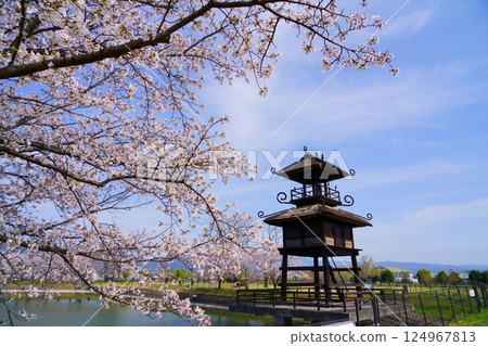奈良彌生遺址：唐子鍵遺址的塔樓和盛開的櫻花樹 124967813