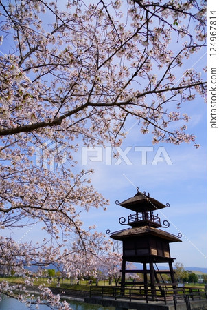 Yayoi ruins in Nara: Towers and cherry blossom trees in full bloom at Karako-Kagi ruins 124967814