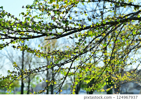 Young leaves of miscellaneous trees, fresh greenery, Shiroyama Park, Okegawa City 124967937
