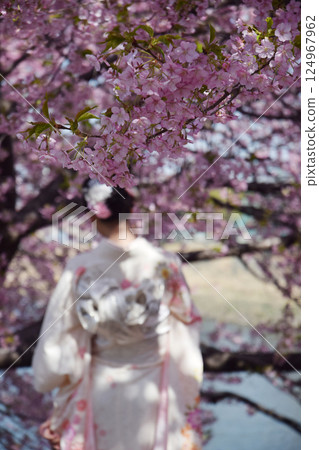 日本春天的櫻花/身著和服的日本婦女和盛開的櫻花樹 日本春天的櫻花/身著和服的日本婦女和盛開的櫻花樹 124967962