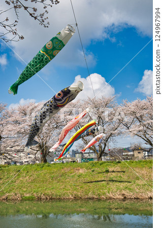 Cherry Blossoms and Carp streamers 124967994