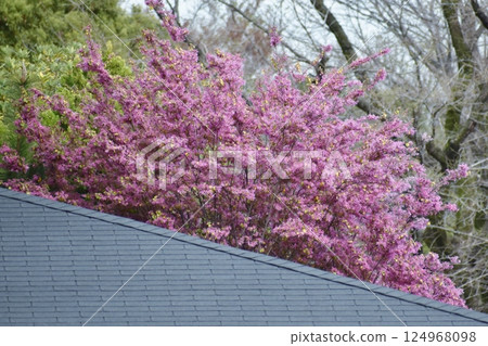 Safflower Tokiwamansaku flowers 124968098