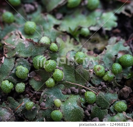 Zinga Sagoke 124968123