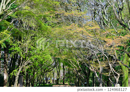 Tunnel of mixed trees, fresh green leaves, Shiroyama Park, Okegawa City Tunnel of mixed trees, fresh green leaves, Shiroyama Park, Okegawa City 124968127