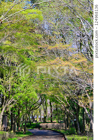 Tunnel of mixed trees, fresh green leaves, Shiroyama Park, Okegawa City Tunnel of mixed trees, fresh green leaves, Shiroyama Park, Okegawa City 124968136