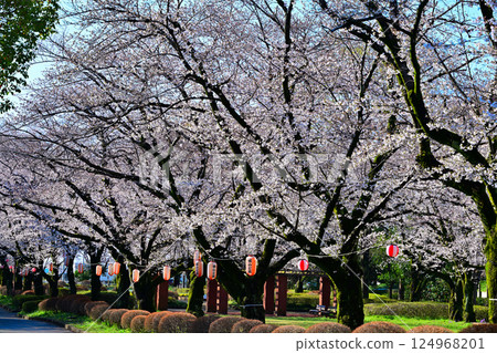 櫻花節：桶川市城山公園櫻花盛開 124968201