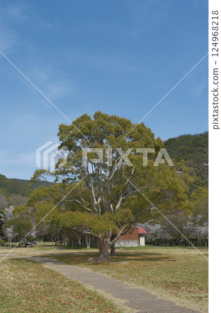 Trees in the city park 124968218