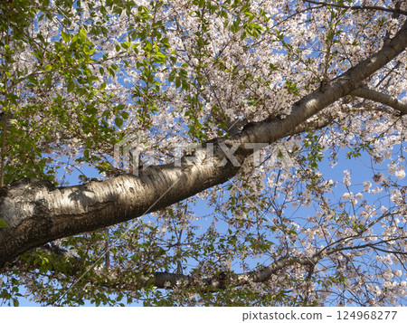 Cherry blossoms in the park starting to fall Cherry blossoms in the park starting to fall 124968277