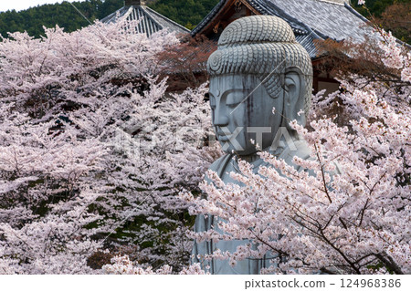 小坂寺大佛像被盛開的櫻花包圍 小坂寺大佛像被盛開的櫻花包圍 124968386