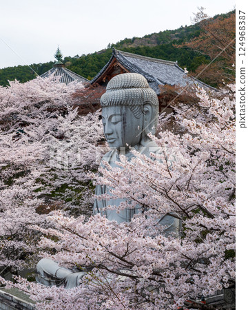 小坂寺的釋迦如來石像被盛開的櫻花包圍 124968387