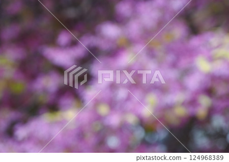 Pink background material based on the flower of red witch hazel 124968389