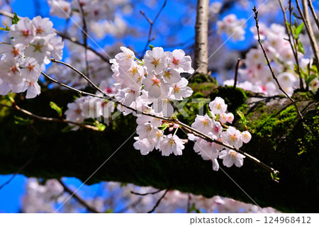 Cherry blossoms in full bloom, Shiroyama Park, Okegawa City 124968412