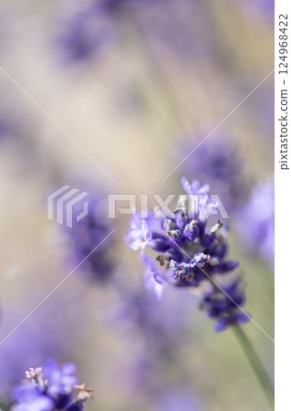 Lavender at Tambara Lavender Park Lavender at Tambara Lavender Park 124968422