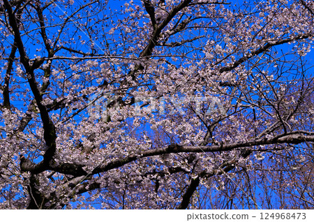 Cherry blossoms in full bloom against a blue sky, Shiroyama Park, Okegawa City 124968473