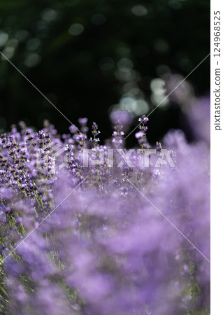 Lavender at Tambara Lavender Park Lavender at Tambara Lavender Park 124968525
